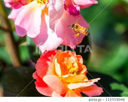 美しい初夏の景色 匂い立つような美しさの満開の春バラと可愛いミツバチ 美しい初夏の景色 匂い立つような美しさの満開の春バラと可愛いミツバチ 115559046