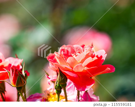 美しい初夏の景色　匂い立つような美しさの満開の春バラ 115559181