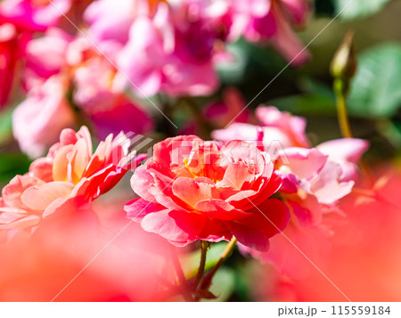 美しい初夏の景色 匂い立つような美しさの満開の春バラ 美しい初夏の景色 匂い立つような美しさの満開の春バラ 115559184