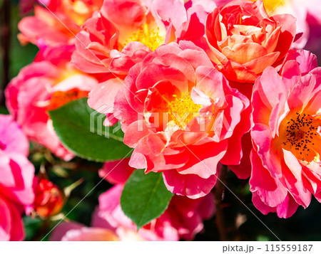 美しい初夏の景色　匂い立つような美しさの満開の春バラ 115559187