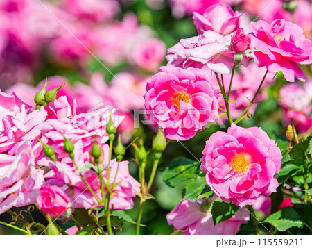 美しい初夏の景色　匂い立つような美しさの満開の春バラ 115559211