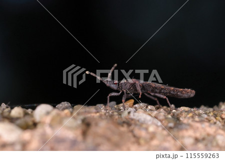 生き物 昆虫 トビイロオオヒラタカメムシ、やたら薄い体。落ち葉や倒木などの隙間に隠れやすい? 生き物 昆虫 トビイロオオヒラタカメムシ、やたら薄い体。落ち葉や倒木などの隙間に隠れやすい? 115559263