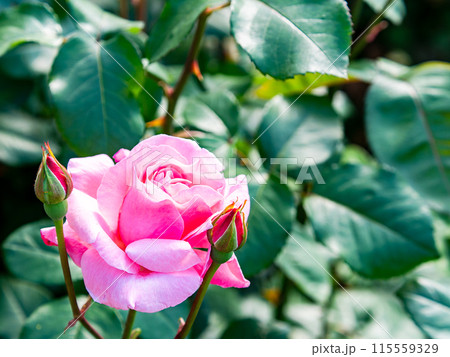 美しい初夏の景色　匂い立つような美しさの満開の春バラ 115559329