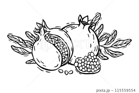Vector composition of pomegranate fruits with seeds and leaves. Botanical black and white illustration, hand drawn in linocut style. Drawing for design of packaging, menus, recipes, postcards Vector composition of pomegranate fruits with seeds and leaves. Botanical black and white illustration, hand drawn in linocut style. Drawing for design of packaging, menus, recipes, postcards 115559554