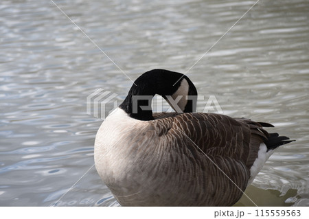 池で泳ぐ鳥 池で泳ぐ鳥 115559563