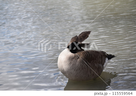 池で泳ぐ鳥 池で泳ぐ鳥 115559564