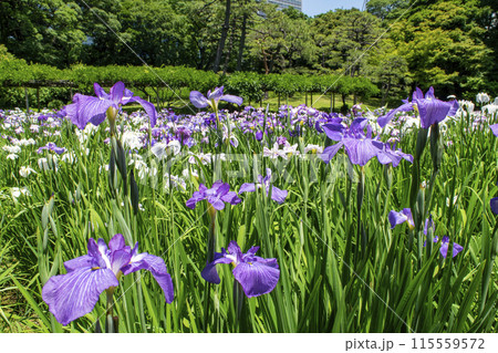 東京都　小石川後楽園　菖蒲田の花ショウブ　国の特別史跡 115559572