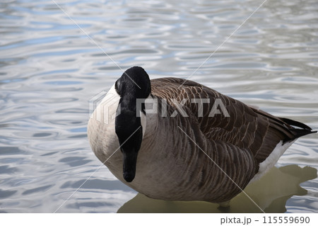 池で泳ぐ白鳥 池で泳ぐ白鳥 115559690