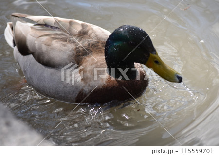 池で泳ぐ白鳥 池で泳ぐ白鳥 115559701