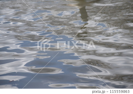 水面に浮かぶ 水面に浮かぶ 115559863