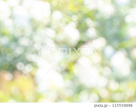 背景素材　水玉模様のリフレクション　お花畑の様なカラフルな明るい春のイメージ 115559896
