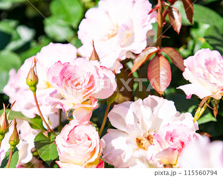 美しい初夏の景色　匂い立つような美しさの満開の春バラ 115560794