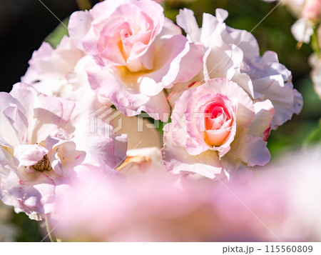 美しい初夏の景色 匂い立つような美しさの満開の春バラ 美しい初夏の景色 匂い立つような美しさの満開の春バラ 115560809