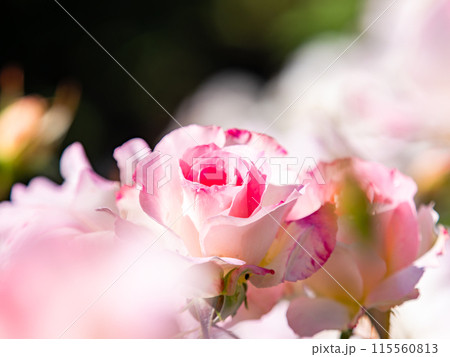 美しい初夏の景色 匂い立つような美しさの満開の春バラ 美しい初夏の景色 匂い立つような美しさの満開の春バラ 115560813