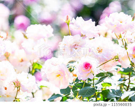 美しい初夏の景色 匂い立つような美しさの満開の春バラ 美しい初夏の景色 匂い立つような美しさの満開の春バラ 115560835