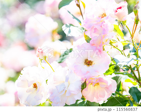 美しい初夏の景色 匂い立つような美しさの満開の春バラ 美しい初夏の景色 匂い立つような美しさの満開の春バラ 115560837
