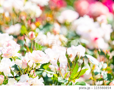 美しい初夏の景色　匂い立つような美しさの満開の春バラ 115560854