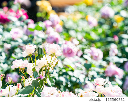 美しい初夏の景色　匂い立つような美しさの満開の春バラ 115560882