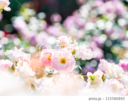 美しい初夏の景色　匂い立つような美しさの満開の春バラ 115560893