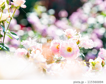 美しい初夏の景色　匂い立つような美しさの満開の春バラ 115560894