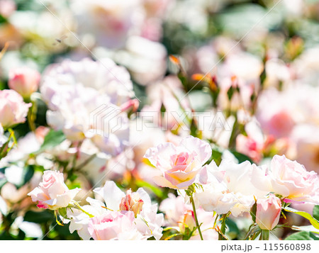 美しい初夏の景色　匂い立つような美しさの満開の春バラ 115560898