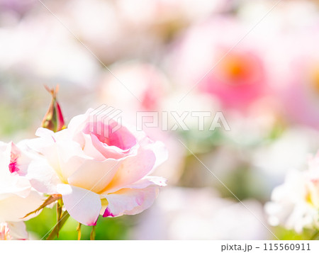 美しい初夏の景色　匂い立つような美しさの満開の春バラ 115560911