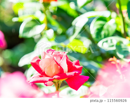 美しい初夏の景色　匂い立つような美しさの満開の春バラ 115560926