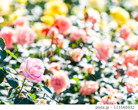 美しい初夏の景色　匂い立つような美しさの満開の春バラ 115560932
