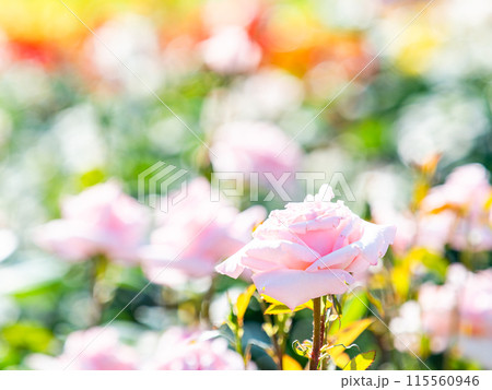 美しい初夏の景色　匂い立つような美しさの満開の春バラ 115560946