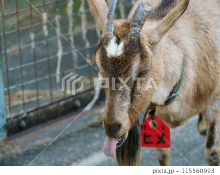 多摩動物公園で飼育されているヤギ 多摩動物公園で飼育されているヤギ 115560993