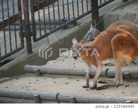 多摩動物公園で飼育されているカンガルー 多摩動物公園で飼育されているカンガルー 115560995