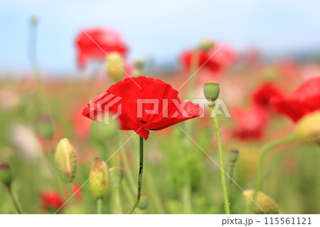 ケシの花 ケシの花 115561121