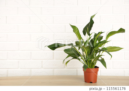 Spathiphyllum plant with flowers in flower pot on white background. Houseplant 115561176