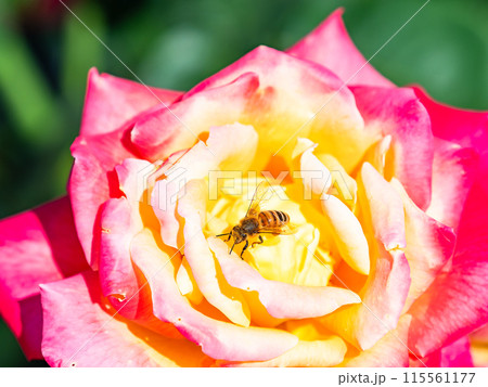 美しい初夏の景色 匂い立つような美しさの満開の春バラと可愛いミツバチ 美しい初夏の景色 匂い立つような美しさの満開の春バラと可愛いミツバチ 115561177