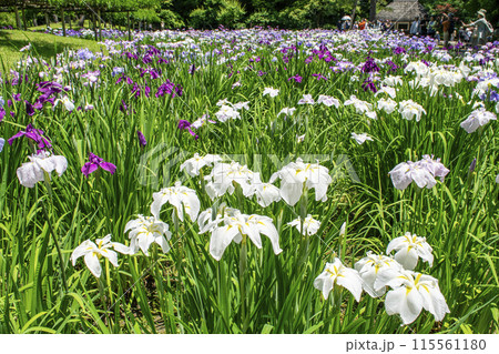 東京都　小石川後楽園　菖蒲田の花ショウブ　国の特別史跡 115561180