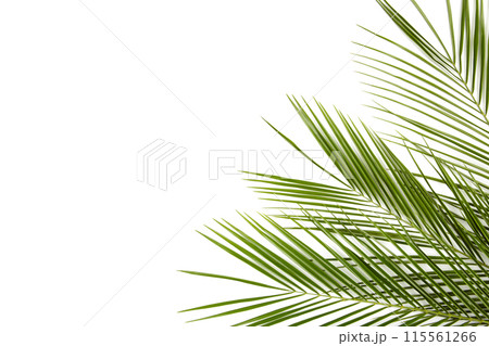 Green leaves of palm tree isolated on white background Green leaves of palm tree isolated on white background 115561266