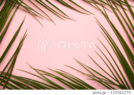 Green leaves of palm tree on pink background with copy space 115561274