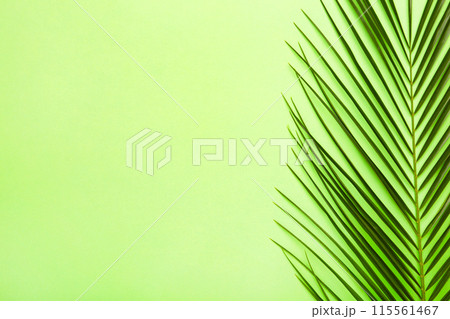 Green leaf of palm tree on green background with copy space 115561467