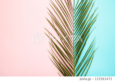 Green leaf of palm tree on colorful background with copy space Green leaf of palm tree on colorful background with copy space 115561471