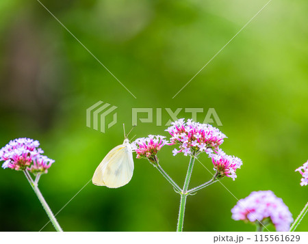 初夏の景色 小さなピンクの花にとまるモンシロチョウ 初夏の景色 小さなピンクの花にとまるモンシロチョウ 115561629