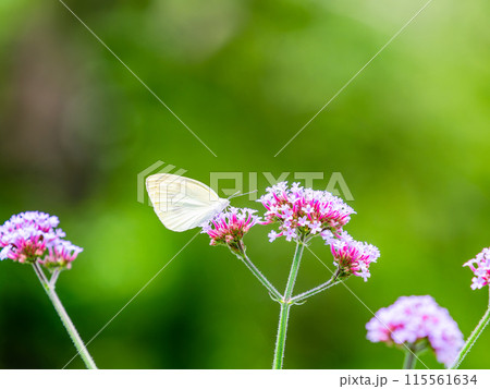 初夏の景色　小さなピンクの花にとまるモンシロチョウ 115561634