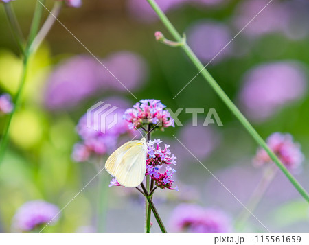 初夏の景色 小さなピンクの花にとまるモンシロチョウ 初夏の景色 小さなピンクの花にとまるモンシロチョウ 115561659