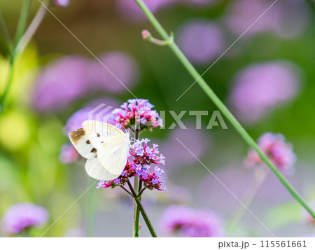 初夏の景色　小さなピンクの花にとまるモンシロチョウ 115561661