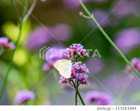 初夏の景色 小さなピンクの花にとまるモンシロチョウ 初夏の景色 小さなピンクの花にとまるモンシロチョウ 115561664
