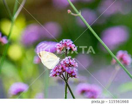 初夏の景色　小さなピンクの花にとまるモンシロチョウ 115561668