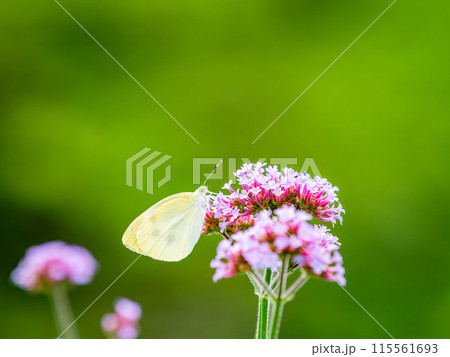 初夏の景色　小さなピンクの花にとまるモンシロチョウ 115561693