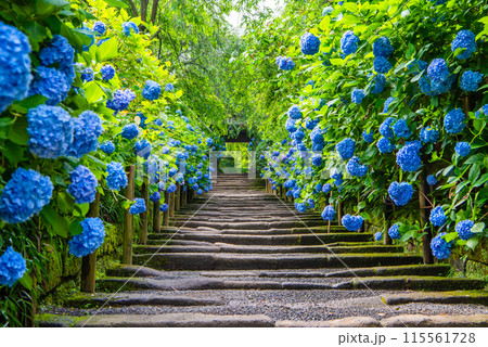 北鎌倉 明月院 あじさいと山門 北鎌倉 明月院 あじさいと山門 115561728