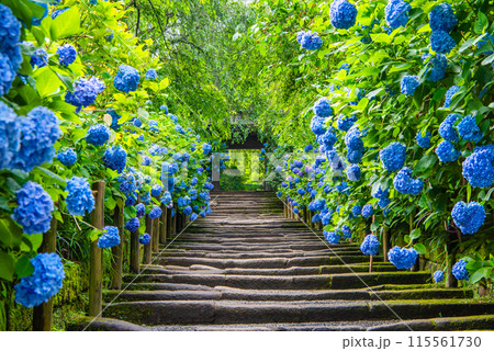 北鎌倉 明月院 あじさいと山門 北鎌倉 明月院 あじさいと山門 115561730