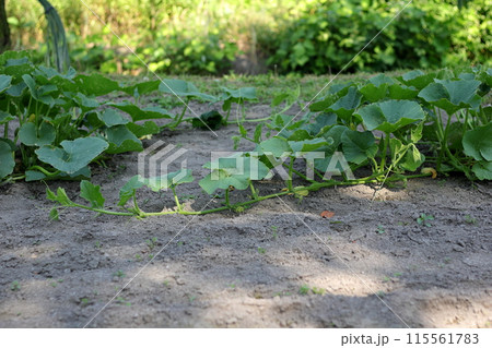 カボチャのツルが元気よく伸びています 115561783