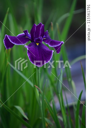 雨に濡れる花菖蒲 雨に濡れる花菖蒲 115561791